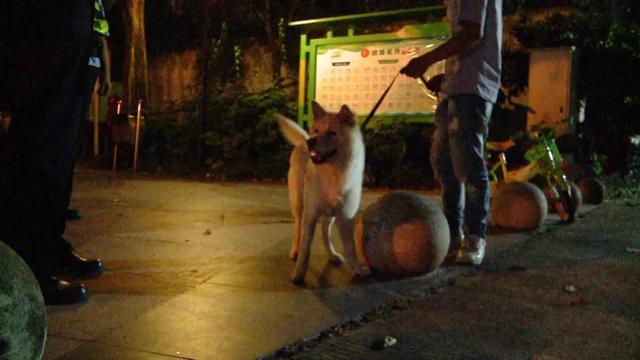 南宁查处违规养犬，出门遛狗别忘带狗证「话题」