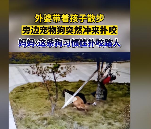 大型犬你敢养吗？到底应不应该禁止养大型犬？哪些狗不能养