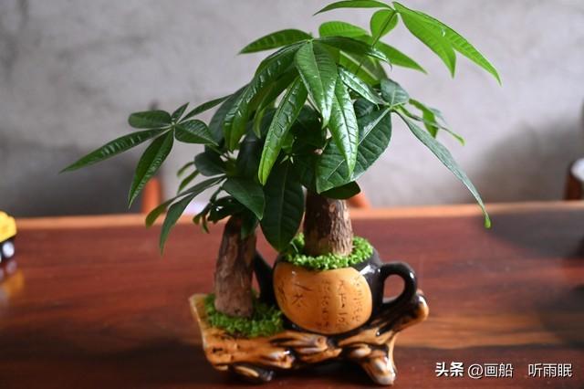 生肖狗：适合属狗人养的植物，能够带来富贵和好运