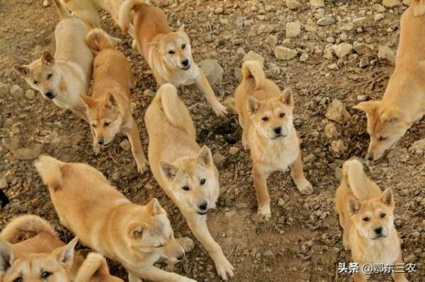 养肉狗栏(农村养殖肉狗经济效益高，大规模养殖需要注意一些什么细节？)