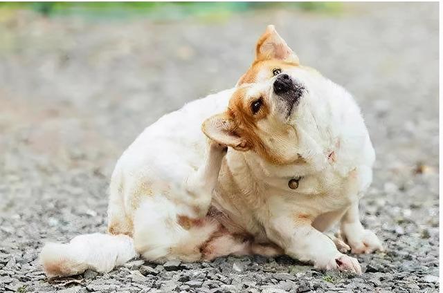 人犬易患的9大寄生虫，为了狗狗和家人的健康，一定要注意防治