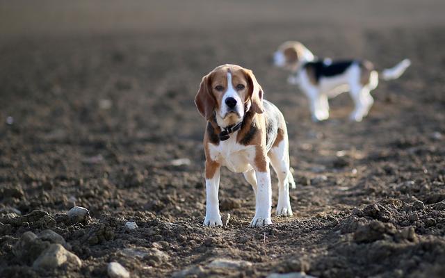 养狗太难上手了？这六种容易打理的犬种，比较适合新手饲养