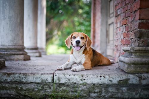 家里有老人和孩子，养什么狗狗比较合适，盘点十种优秀的家庭犬种