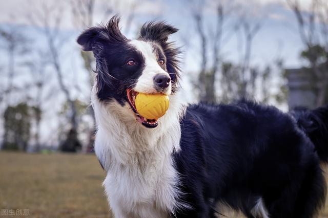 告诉你一个秘密：养狗，最好养边境牧羊犬