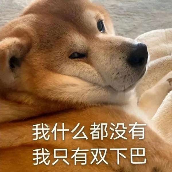 什么狗容易养(公认“好养”的十种狗，乖巧懂事，适合家养)