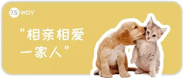 为什么养了猫的人还想再养一只狗狗？同时养一猫一狗是什么体验？