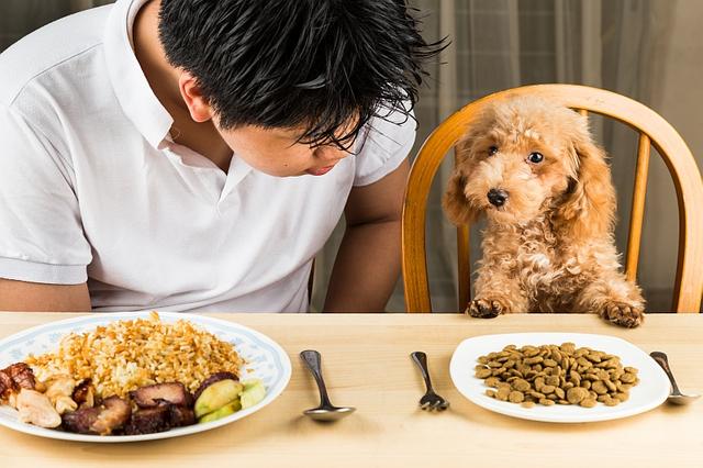 想给狗狗试试人类的食物？这五种食物可以考虑给狗狗，对狗狗有益