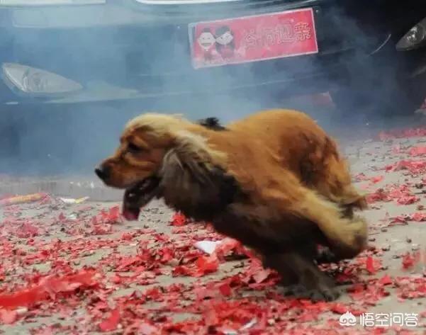 狗狗害怕烟花爆竹怎么办？安慰可能没用，6步让狗狗适应烟花爆竹