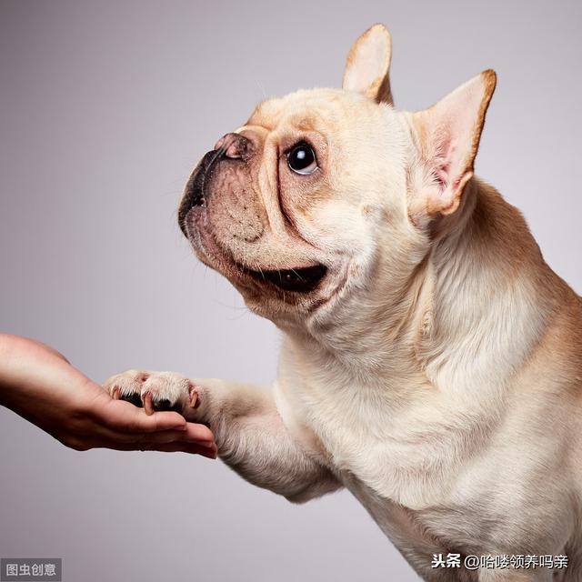 别被最好饲养的狗骗啦！养好法国斗牛犬，这些问题你注意到了吗？