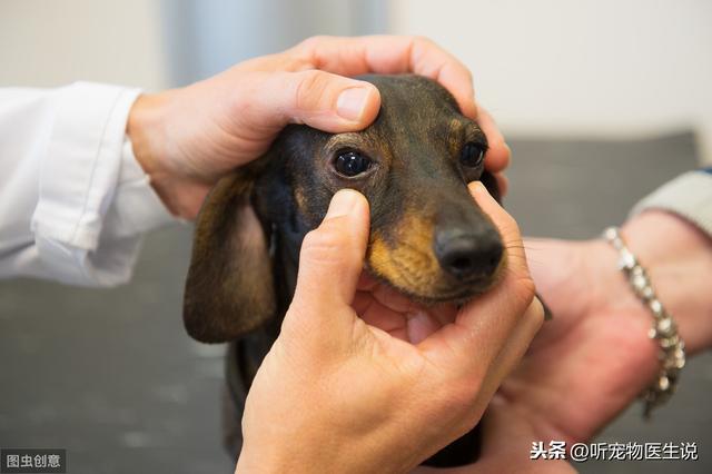 关于犬瘟热这种传染病，宠物医生想和主人谈谈它的危害和治疗方案