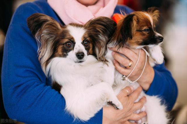 受欢迎的10种小型犬，寿命有多长，你都知道吗？