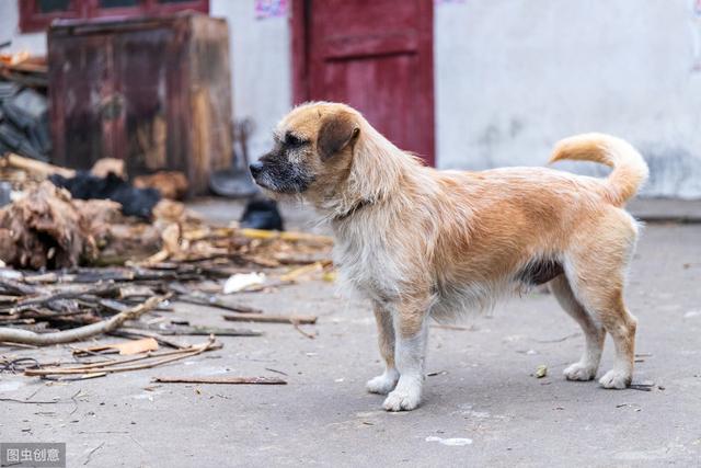 盘点“不易生病”的几种小型犬，家里养一只，少花不少钱