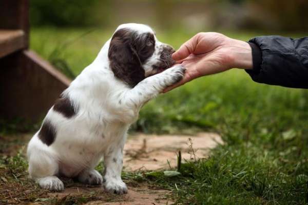 如何正确养狗(训犬师分享的5个养狗规则，不管对新手主人，还是老手主人都有用)