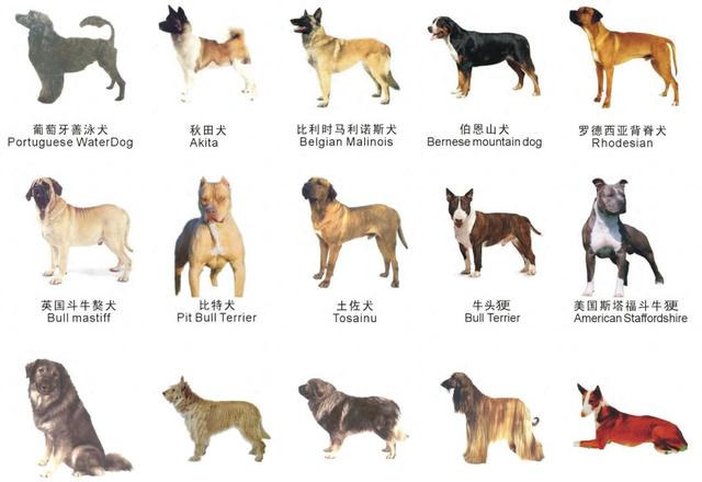 保护安全与和谐，苏州市禁养38种烈性犬！