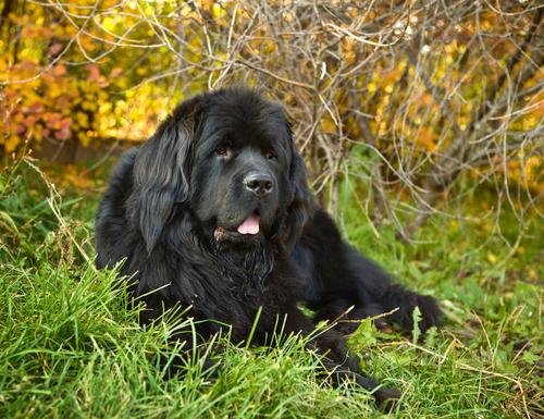 10种温柔的大型犬，健壮的身躯里面，潜藏着柔软的心灵