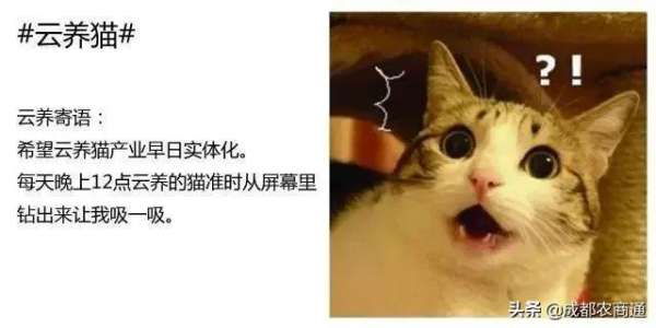 什么是云养狗(新概念什么是“云养猪”？)