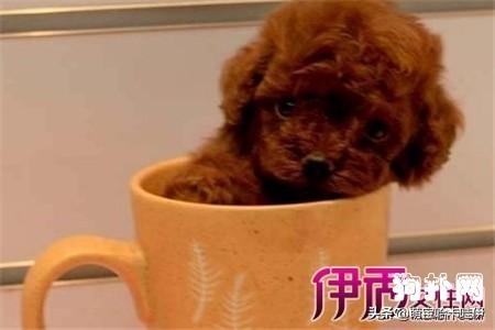 茶杯泰迪犬好不好养？怎么养？