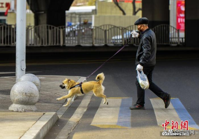 下月起，遛狗必须拴绳！5月新规来了，事关医保、个人隐私…