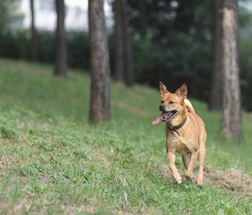 杂交的狗怎么养(狗狗也分等级？贵的纯种犬和便宜的混种犬，但一定要比谁更好吗？)