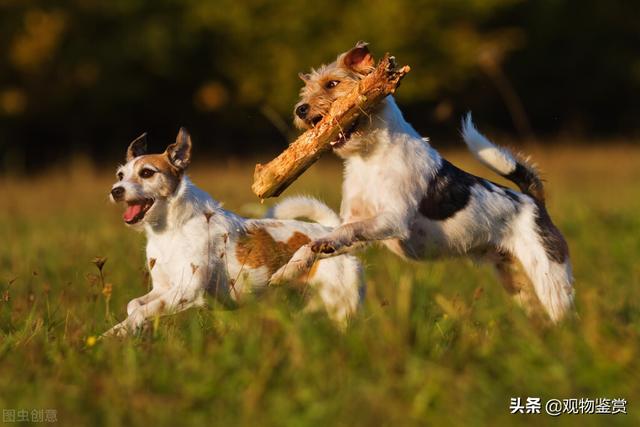 养狗不养双是什么意思，如何能养好两只狗？