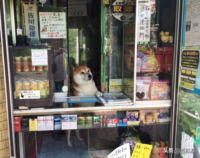 开店你可能真比不上狗，看看这三只柴犬如何当店老板