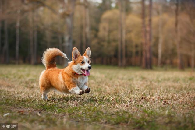 六种智商较高的小型犬，谁说只有大狗才聪明，小型犬可不会认输