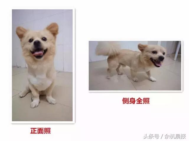 余杭违规养犬、遛犬要被严管了！办养犬证攻略都在这里了！