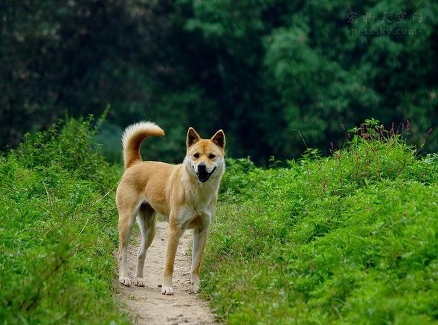 杭州大爷带中华田园犬办证被拒，“土狗”被禁止当宠物养？