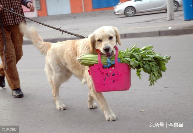 老年人养狗狗有助于促进身心健康，但让他们学会文明养犬同样重要