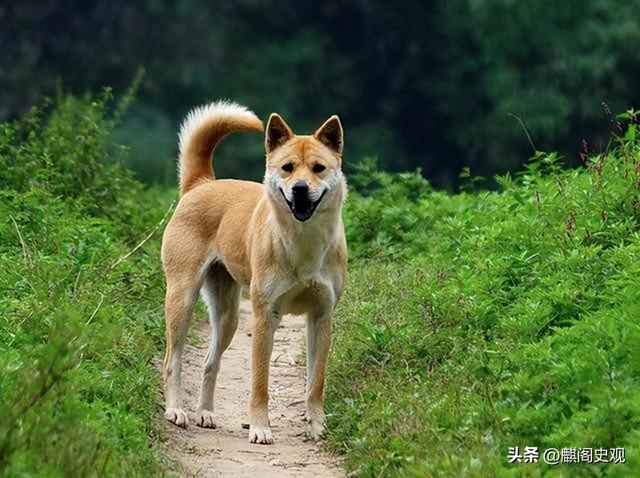 狗的寿命是多少年？为何狗临死前都会离家出走？它们在害怕什么？