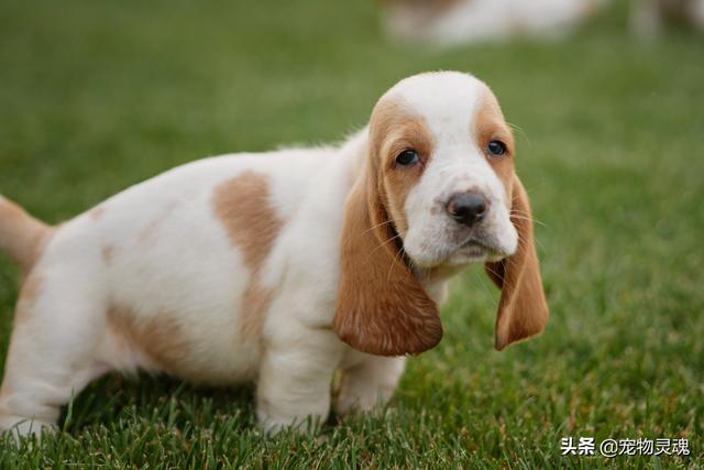 猫狗可以混养吗？为您推荐10种可以和猫咪成为伙伴的狗狗