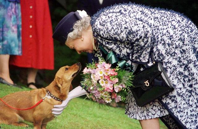 英国女王养狗70年，最后只剩两条狗狗，10张图带你走进女王养狗史