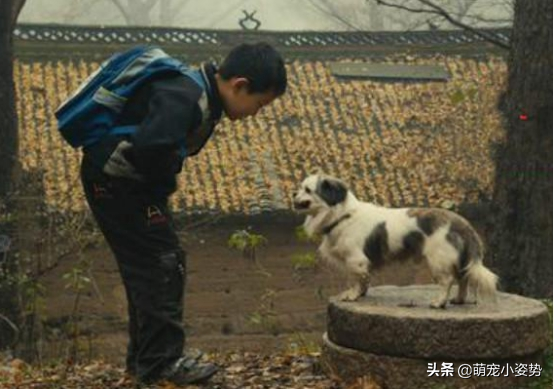 老一辈说“鸡六，狗八，猫十年，必生祸害”有没有道理？