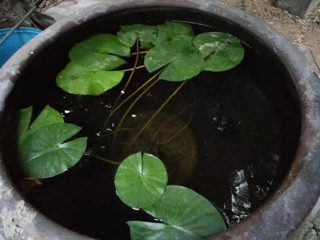 夏季在阳台上培养鱼虫是否可行，主要看水温和水质