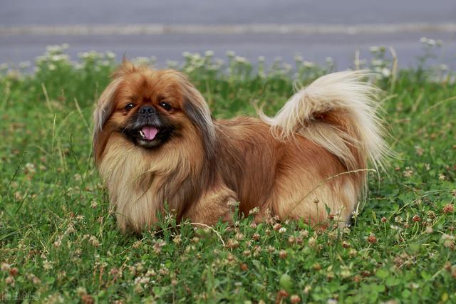 受欢迎的10种小型犬，寿命有多长，你都知道吗？