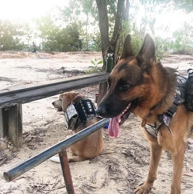 犬选配是繁育工作的关键环节、犬杂交的方法