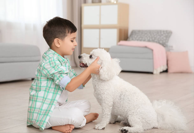 家有小孩子适合养什么狗，这些狗狗，可以考虑一下