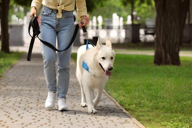 春季狗狗易伤人！专家：得了狂犬病没治，打疫苗很关键