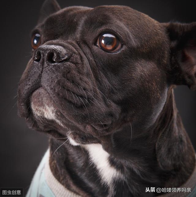 别被最好饲养的狗骗啦！养好法国斗牛犬，这些问题你注意到了吗？