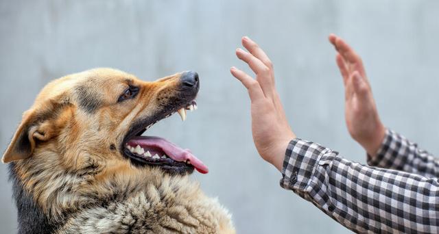 狂犬病致死率100%，被狗抓伤怎么办？专家给出3个救命建议