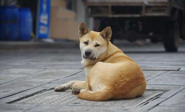 广州不能养什么狗(广州推行“最严养犬令”36种危险犬不得饲养，土狗也在列)