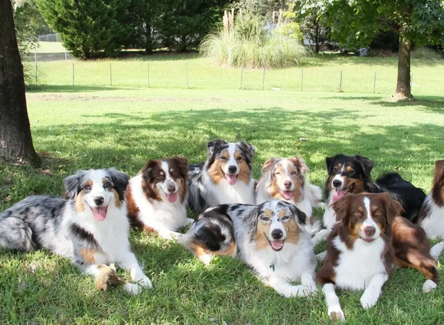 告诉你一个秘密：养狗，最好养边境牧羊犬