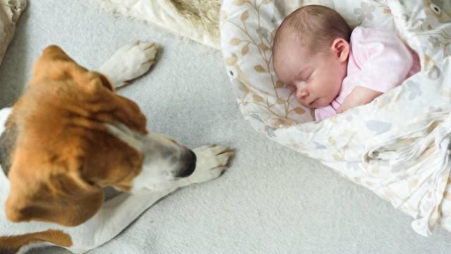 家有新生儿的养狗禁忌，家有新生儿可以养狗吗