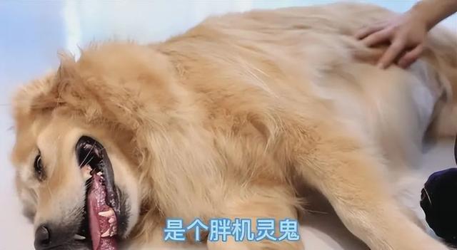 火上热搜！狗狗请私教健身，猛瘦30斤！教练揭秘减肥过程：跟人一样