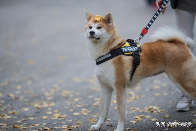 狗一般放在院子哪个位置，哪些狗适合养在院子里