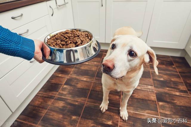 怎么养好拉布拉多犬