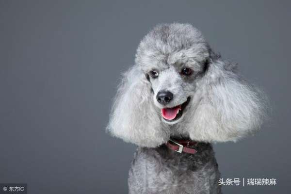 贵宾狗好养吗(贵宾犬好养吗？应该怎么养好贵宾犬？)