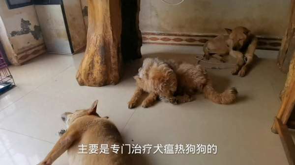 狗瘟多久不能养狗(狗狗得了犬瘟热，到后期了有没有治疗的必要。#萌宠出道计划)