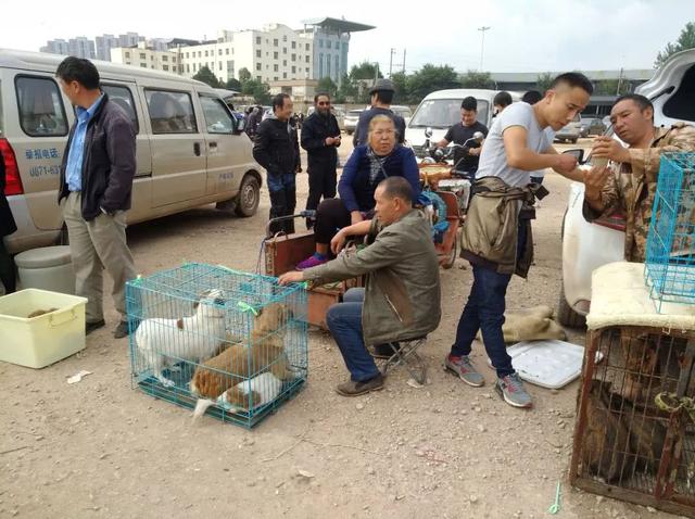 狗市：土狗400块一只没人购买，最终只能当做肉狗处理！