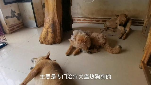 狗狗得了犬瘟热，到后期了有没有治疗的必要。#萌宠出道计划